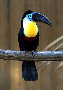 Channel-billed toucan httpsuploadwikimediaorgwikipediacommonsthu