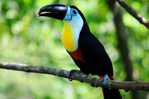 Channel-billed toucan Whiz Bang To The Territory of Airy Smart Buddies Ramoji Diaries