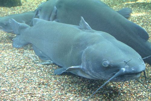 Channel catfish Channel Catfish Facts Information and Photos