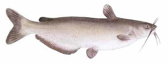 Channel catfish tpwdtexasgovfishboatfishimagesinlandspecies