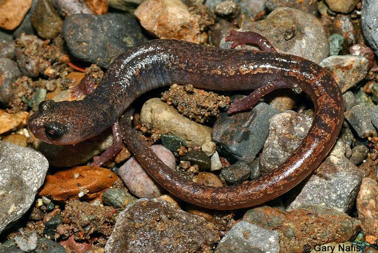 Channel Islands slender salamander wwwcaliforniaherpscomsalamandersimagesbpacifi