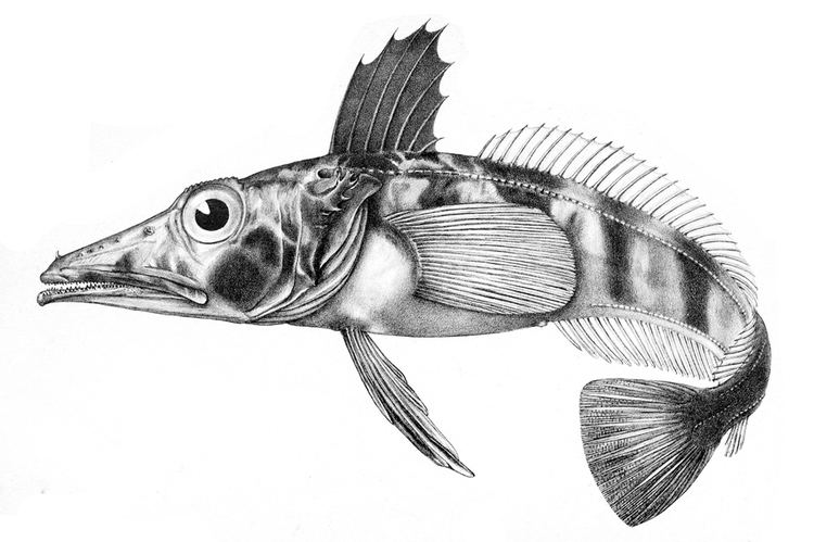 Channichthyidae fishesofaustralianetauImagesImageCryodracHama