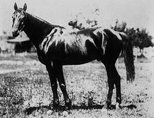 Chant (horse) httpsuploadwikimediaorgwikipediacommonsthu