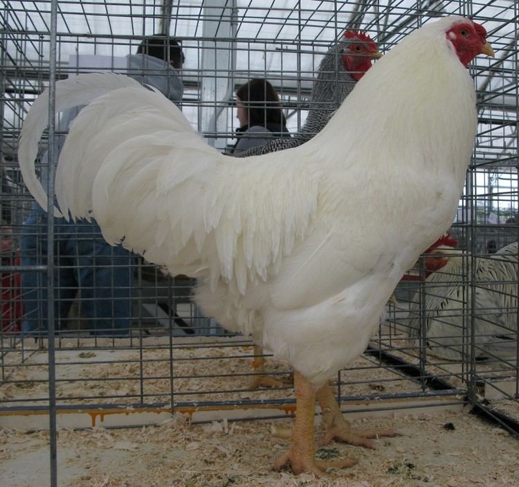 Chantecler chicken White Chantecler Breed Chicks for Sale Cackle Hatchery