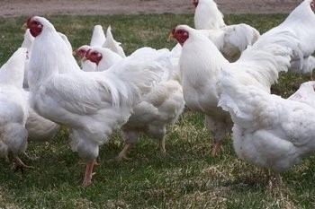 Chantecler chicken White Chantecler Breed Chicks for Sale Cackle Hatchery
