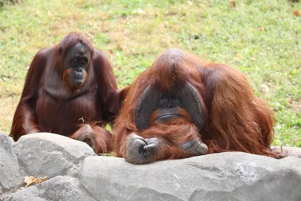 Chantek Orangutan Sign Language The Ape Who Went to College Science