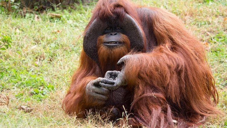 Chantek 1000 images about Orangutans amp Chantek on Pinterest Facebook