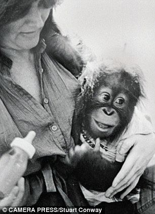 Chantek The Ape Who Went To College documentary tells how orangutan became