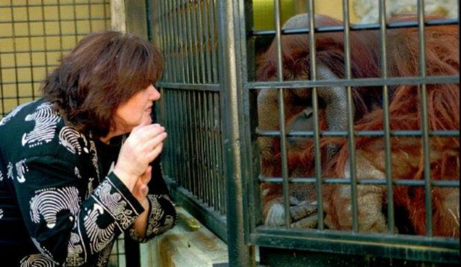 Chantek Chantek The Orangutan 39Buried Alive39 In Atlanta Zoo After Being