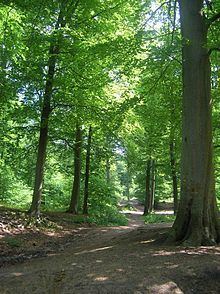 Chantilly Forest httpsuploadwikimediaorgwikipediacommonsthu
