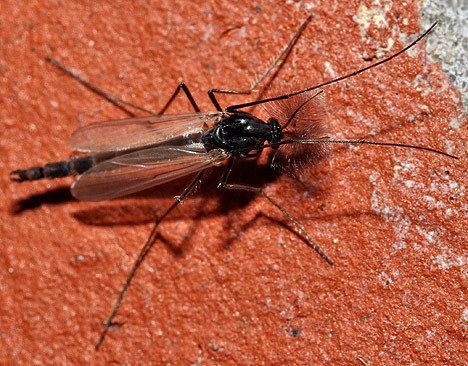 Chaoboridae Phantom midges Chaoboridae Larvae Chaoborus Adult Breathe Antennae