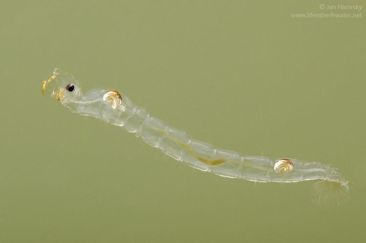 Chaoboridae True flies order Diptera LIFE IN FRESHWATER