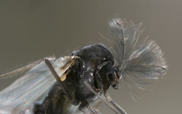 Chaoboridae FileChaoboridae 2 Richard Bartzjpg Wikimedia Commons