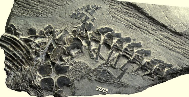 Chaohusaurus Chaohusaurus Fossil Shows Oldest Live Reptile Birth Paleontology