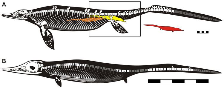 Chaohusaurus FileChaohusaurus skeletalpng Wikimedia Commons