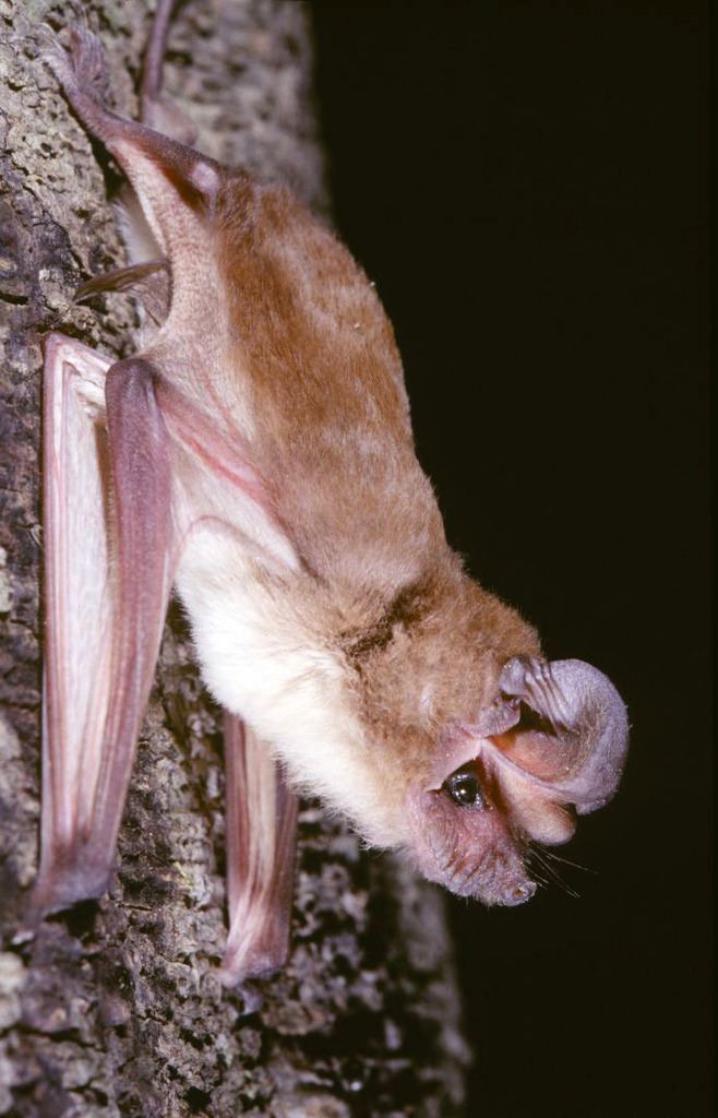 Chapin's free-tailed bat httpsstaticinaturalistorgphotos355869large