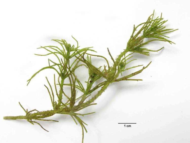 Chara (alga) - Wikipedia