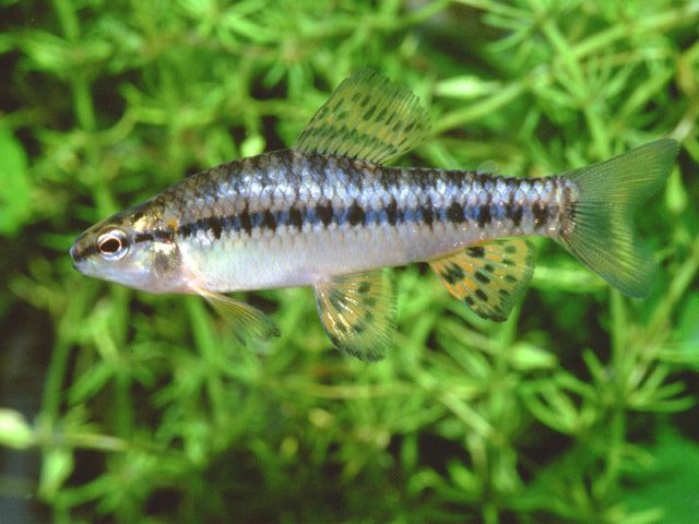Characidium Fish Identification