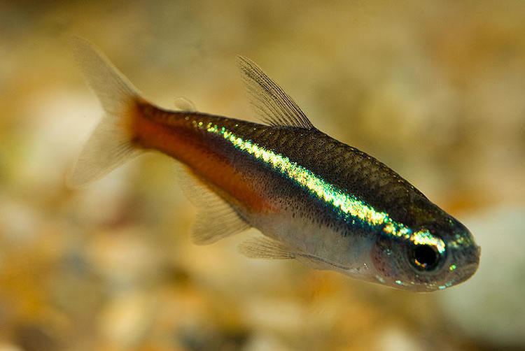 Characiformes Profiles index Characiformes Fish Tanks and Ponds