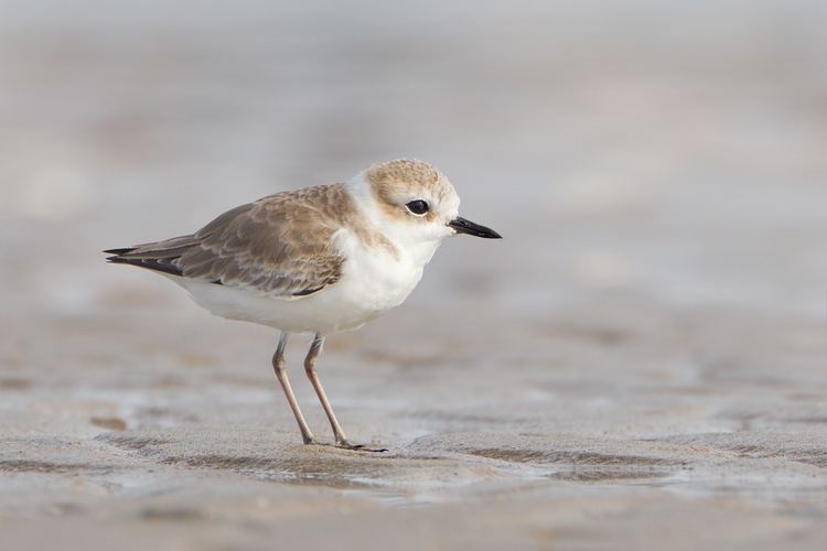Charadrius Whitefaced plover Wikipedia