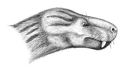 Charassognathus uploadwikimediaorgwikipediacommonsthumb775