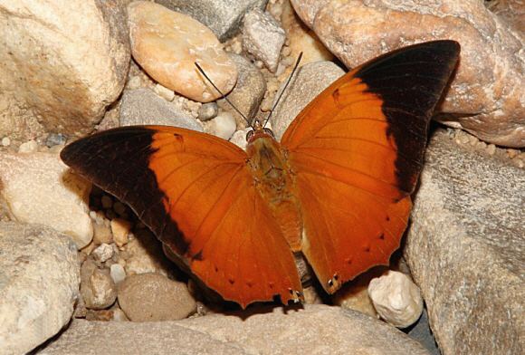 Charaxes bernardus Butterflies of Malaysia Charaxes bernardus