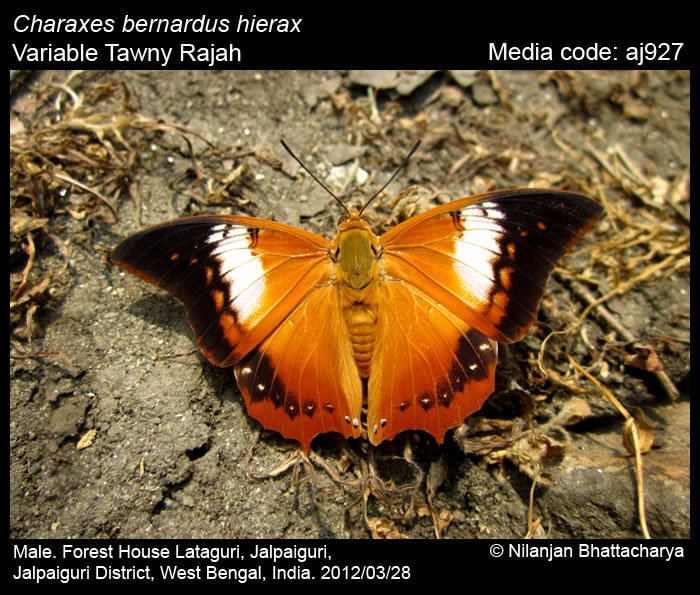 Charaxes bernardus Charaxes bernardus Tawny Rajah Butterflies of India