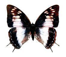 Charaxes ethalion httpsuploadwikimediaorgwikipediacommonsthu