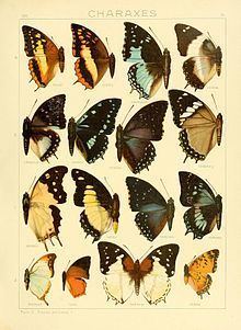 Charaxes jahlusa httpsuploadwikimediaorgwikipediacommonsthu