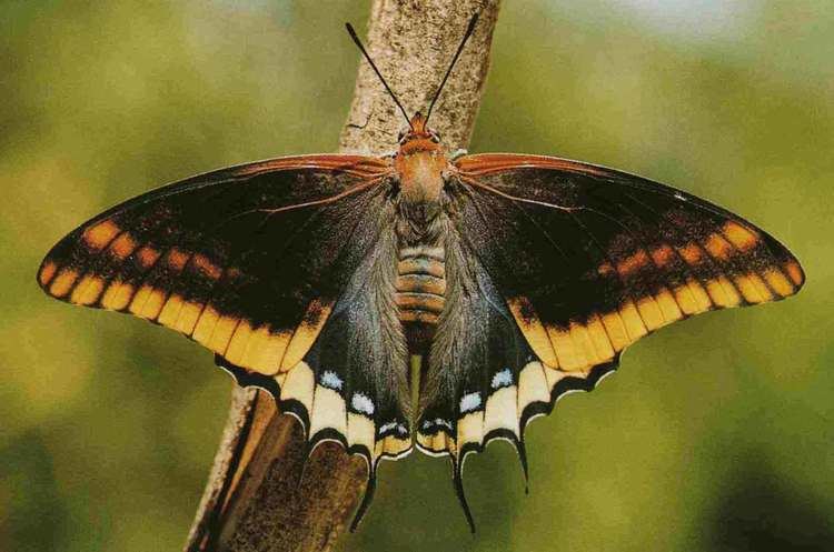 Charaxes jasius Nymphalidae 1