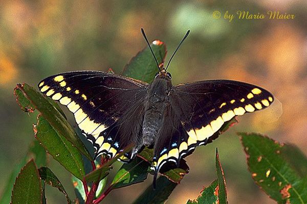 Charaxes jasius Charaxes jasius TwoTailed Pasha