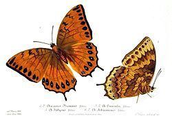 Charaxes latona httpsuploadwikimediaorgwikipediacommonsthu