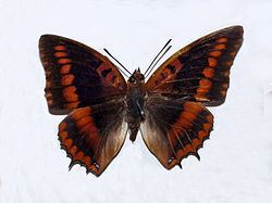 Charaxes lucretius httpsuploadwikimediaorgwikipediacommonsthu