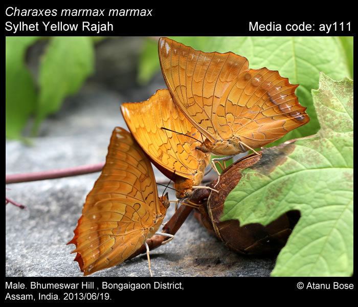 Charaxes marmax Charaxes marmax Yellow Rajah Butterflies of India