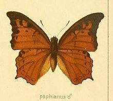 Charaxes paphianus httpsuploadwikimediaorgwikipediacommonsthu