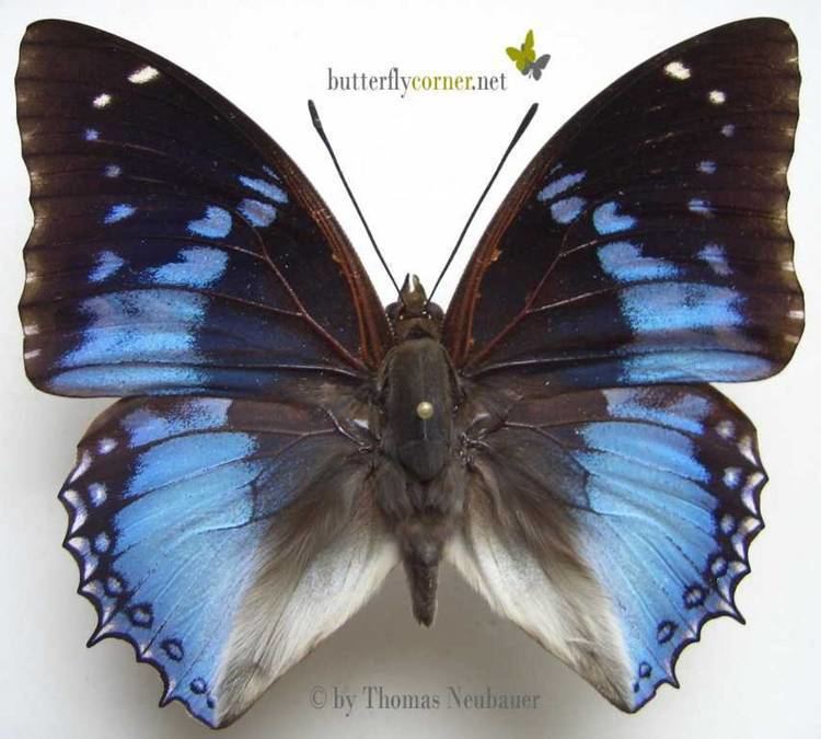 Charaxes smaragdalis ButterflyCornernet Charaxes smaragdalis Western Blue Charaxes