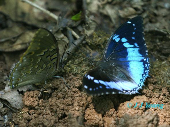 Charaxes smaragdalis 1000 images about Charaxes Butterflies on Pinterest Liberia
