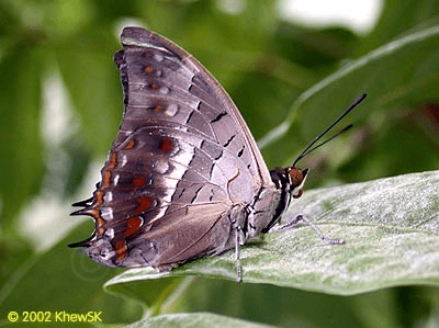 Charaxes solon ButterflyCircle Checklist