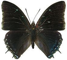 Charaxes virilis httpsuploadwikimediaorgwikipediacommonsthu