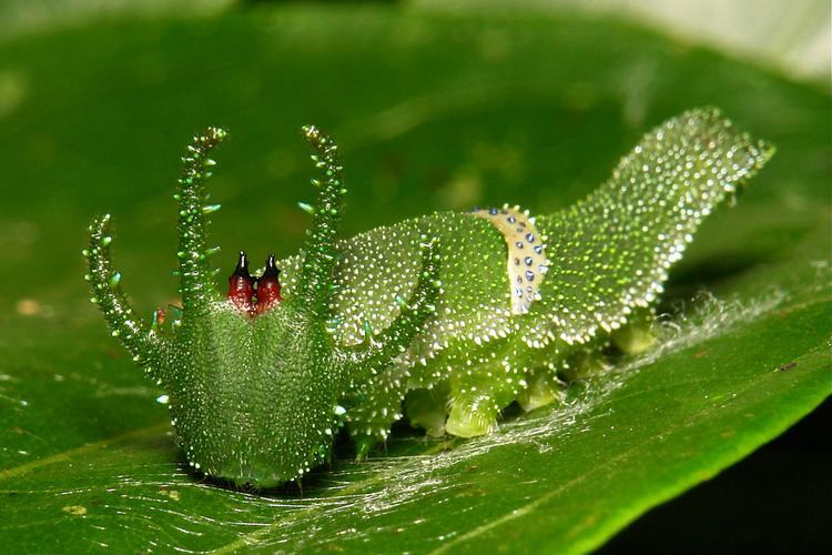 Charaxinae No28 Great Nawab Caterpillar Polyura eudamippus Charaxi Flickr