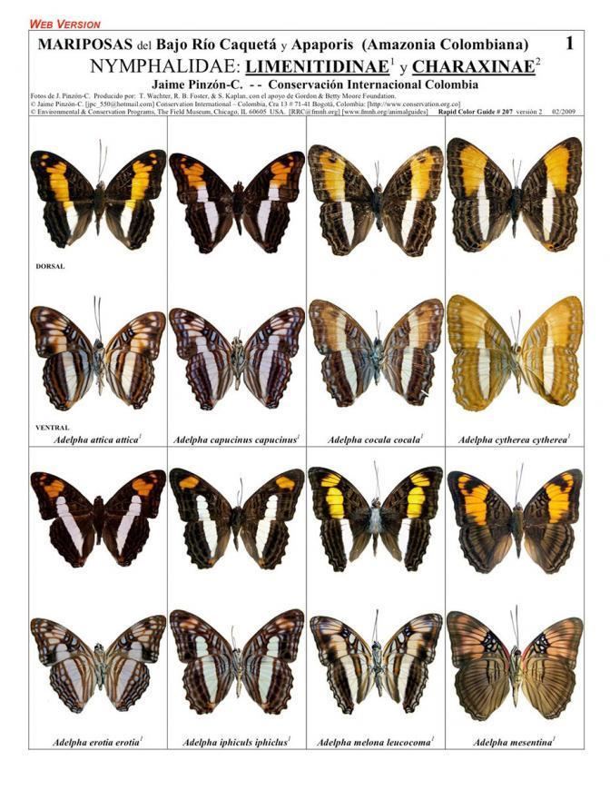 Charaxinae Amazonia Butterflies Nymphalidae Limenitidinae and Charaxinae