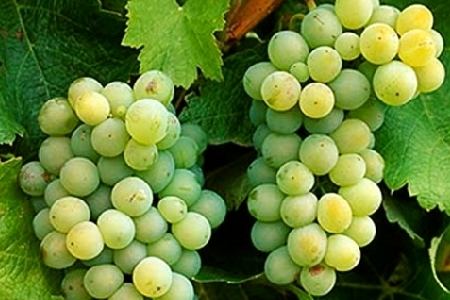 Chardonel Chardonel Wine Types Wiki