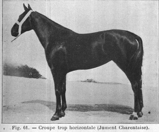 Charentais horse