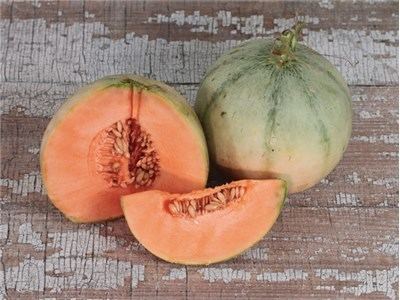 Charentais melon Charentais Melon Seeds Baker Creek Heirloom Seeds