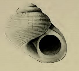 Charisma (gastropod)