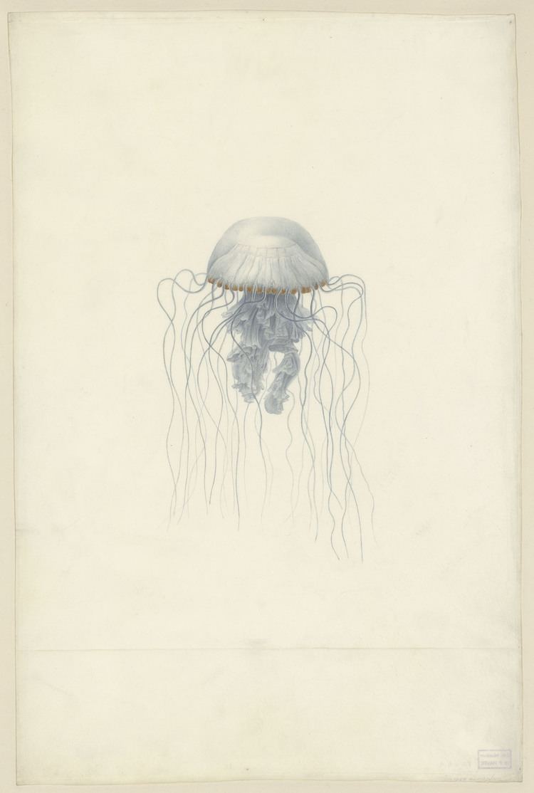 Charles Alexandre Lesueur Mduses Jellyfish ditions MkF