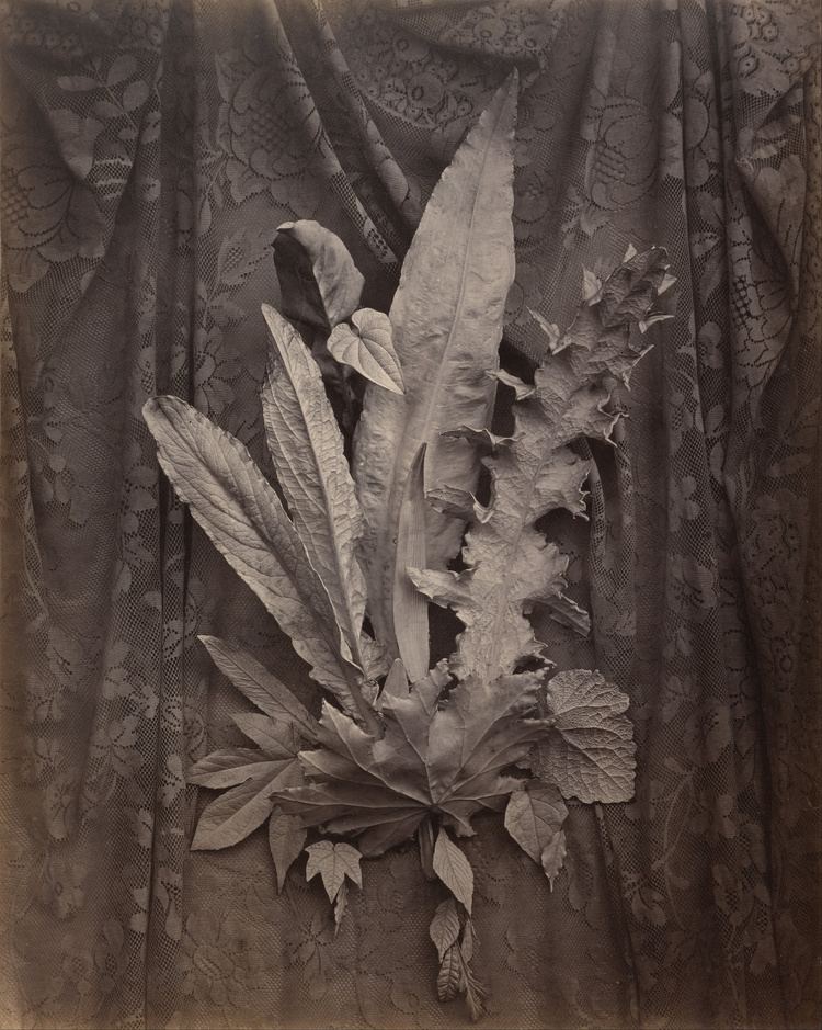 Charles Aubry FileCharles Aubry French An Arrangement of Tobacco Leaves and
