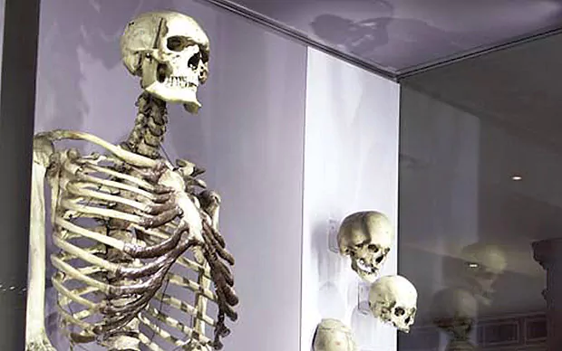 Charles Byrne (giant) Skeleton of Charles Byrne the Irish Giant 39should be