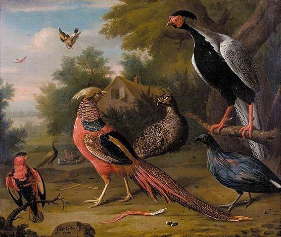 Charles Collins (painter) FileCharles Collins Exotic Pheasants and Other Birds WGA05161