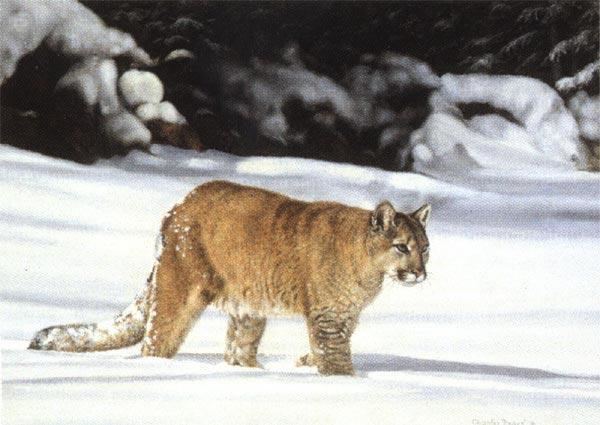 Charles Fracé Wildlife art prints plus original paintings with a wide selection